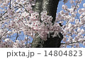 cherry blossom, cherry tree, full bloom 14804823