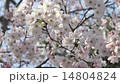 cherry blossom, cherry tree, full bloom 14804824
