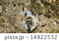 小さなカニの取っ組み合い（小笠原諸島） 14822532