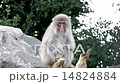 Japanese macaques 14824884