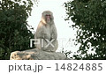Japanese macaques 14824885