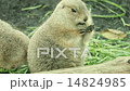 Prairie dog 14824985