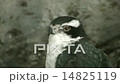 Otaka 14825119