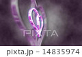 Hearts 0004H 14835974