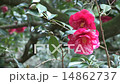 盛開的山茶花（正義）前後兩個輪子 14862737