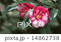 盛開的山茶花（正義）兩個輪子 14862738