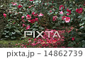 Tsubaki盛開（正義）和倒下的花朵 14862739
