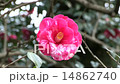 盛開的山茶花（正義）一朵花盛開 14862740
