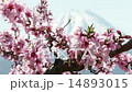 桃と富士山 桃と富士山 14893015