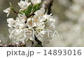 すももの花 すももの花 14893016