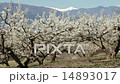 すももの花と南アルプス すももの花と南アルプス 14893017