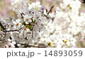 桜満開 桜満開 14893059
