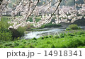 満開桜　 14918341