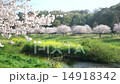 引地川親水公園　桜 14918342