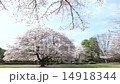 大庭城址公園　桜 14918344