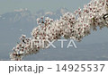 桜吹雪 桜吹雪 14925537