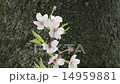Sakura 2 14959881