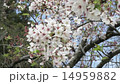 Sakura 3 14959882
