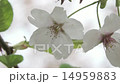 Sakura 4 14959883