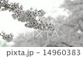 Cherry Blossoms	 14960383