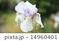 German iris 14960401