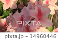Azalea 14960446