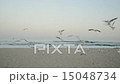 Seagulls flying on a beach 15048734