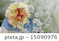 Pastel color carnation 15090976