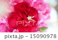 Carnation of Mother's Day and Star Earrings 15090978