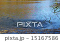 Stone falls into the lake, are circles  15167586
