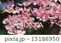 Flowing water tree breathing in the wind 15186950