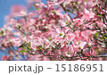 Flowing water tree breathing in the wind 15186951
