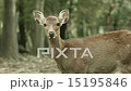 fawn 15195846