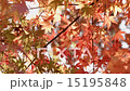 Autumn leaves swaying in the wind 15195848