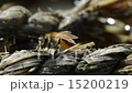 A bee came to drink water 15200219