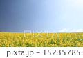 菜の花畑 15235785