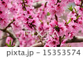 桃の花満開 桃の花満開 15353574