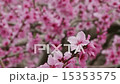 春爛漫 桃の花 春爛漫 桃の花 15353575