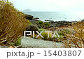 Wild stone and rock shore or coast with plants 15403807