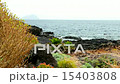 Wild stone and rock shore or coast with plants 15403808