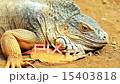 Closeup of iguana or lizard on yellow sand 15403818