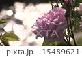 起來了 15489621