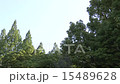  深綠色 15489628