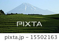 Tea plantation 15502163