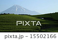 Tea plantation 15502166