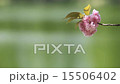 Cherry tree, double cherry tree 15506402