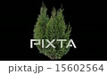 Real Coniferous Plant Isolated 2 (gentle wind) 15602564