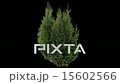 Real Coniferous Plant Isolated 4 (Medium Wind) 15602566