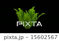 Real Fern Isolated On The Wind 2 (Strong Wind) 15602567