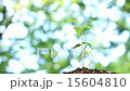 Budding in the forest 15604810